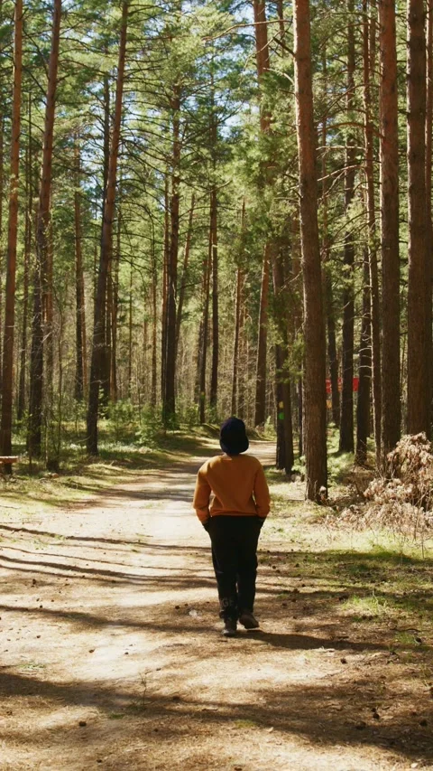 Walking through a tranquil forest path surrounded by tall trees in autumn Stock-Footage 308432557