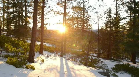 Walking through a tree forest in Zion National Park, Utah Stock Footage 12669960