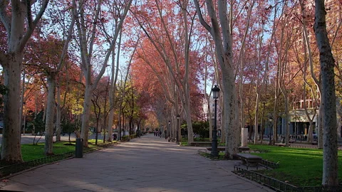 Walking through the Tree-lined Paseo del Prado boulevard, Madrid, Spain Stock-Footage 302443493