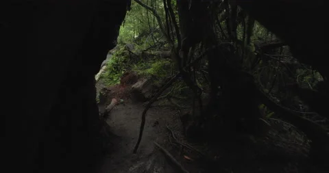 Walking Through a Tree in the Pacific Northwest Oswald West Forrest Stock Footage 201366558