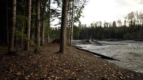 Walking through the trees along the bank of coastal creek Video stock 123299865
