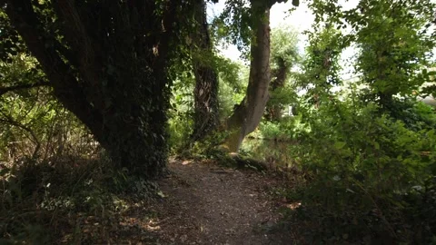Walking through trees and bushes Stock Footage 300121589
