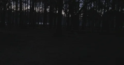 Walking through trees at dark Stock Footage 76404313
