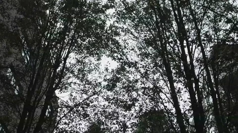 Walking through Trees Stock Footage 68151908