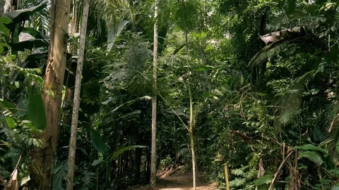 Walking through the trees in the forest Stock Footage 76967199