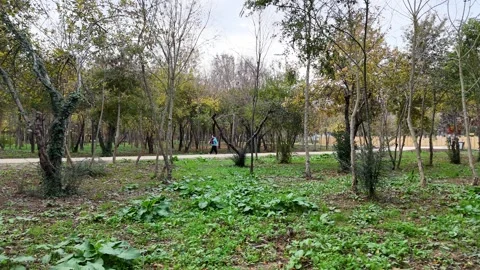 Walking Through Trees in a Forest Park in Autumn Video stock 311871688