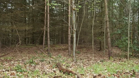Walking through the trees with leaves on the ground Video stock 246474071
