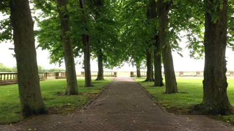 Walking through trees in a magical peaceful place Stock Footage 252836893