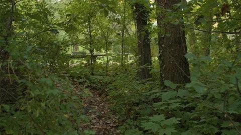 Walking through the Trees in the Park / Forest Stock Footage 132865912