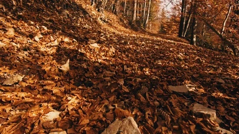 Walking through the trees on a path in a golden forest Stock Footage 97822638