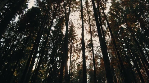 Walking through the trees on a path in a golden forest Stock Footage 97822893