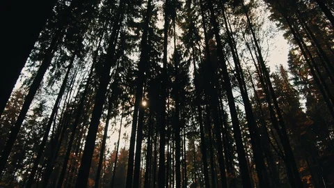 Walking through the trees on a path in a golden forest Stock Footage 97823516