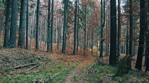 Walking through the trees on a path in a golden forest Stock-Footage 97824151