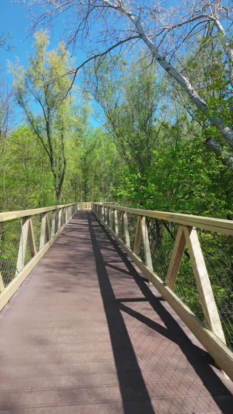 Walking through the treetops in a lush spring forest. Stock Footage 308516318