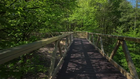 Walking through the treetops in a lush spring forest. Stock Footage 308521834