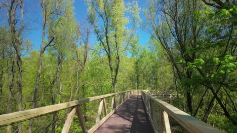 Walking through the treetops in a lush spring forest. Stock Footage 308522056