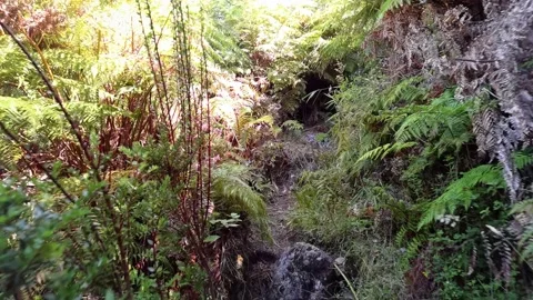 Walking through a trekking trail at a Park, Chile Stock Footage 169619396