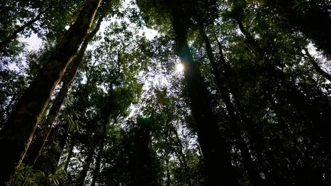 Walking through a tropical forest Stock Footage 93497272