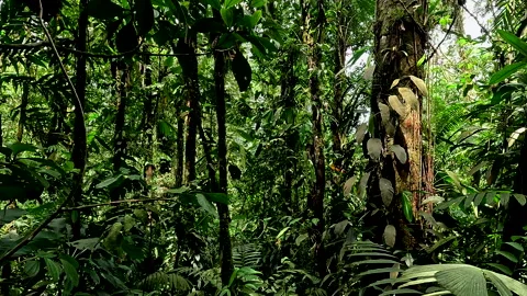 Walking through a tropical forest with large thick trees visible Stock Footage 336915353