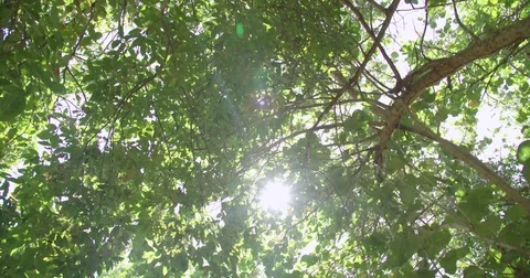 Walking through a tropical forest with the Sun shining through Stock Footage 80273566