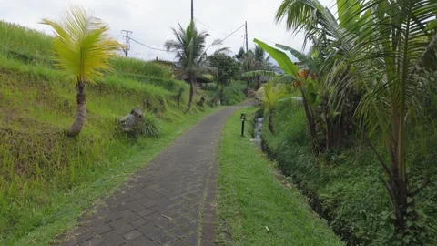 Walking Through Tropical Pathway in Bali With Flowing Water – 4K View Stock Footage 311507566