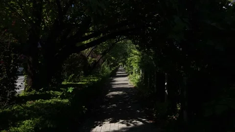 Walking through a tunnel of trees in Tokyo Japan. Stock Footage 220110476