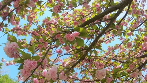 Walking through under beautiful cherry blossom flower tunnels. P.O.V shot.  Stock Footage 168480230