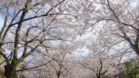 Walking through under the tunnel of cherry blossom trees in bloom. P.O.V, Point Stock Footage 164916303