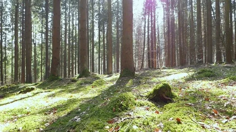 Walking through the underbrush Stock Footage 110628304