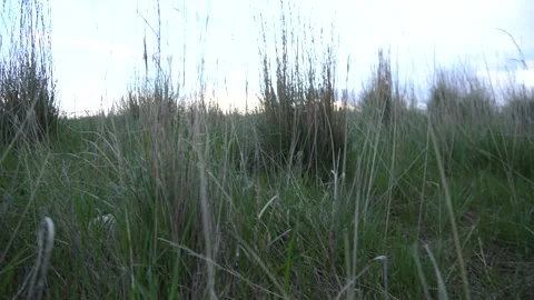 Walking through the underbrush Stock Footage 274113897