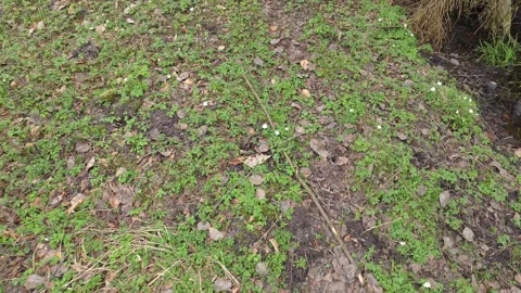 Walking through untouched swampy forest with rotting trees, wet terrain, an.. Video stock 309513990