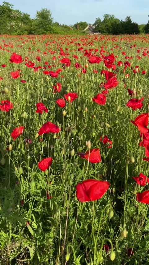 Walking Through a Vibrant Field of Red Poppies Stock Footage 310039792