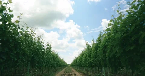 Walking Through Vine Field Row Grape Leaf Close Up Details Grape Wine 8K Red Stock-Footage 135621092