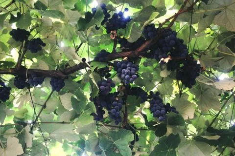 Walking through the vines Stock Photos