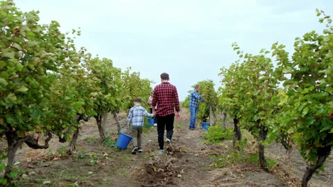 Walking through the vineyard dad and his small son with a pail to collecting the Stock Footage 153227255