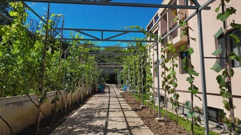 Walking through a vineyard garden path pergola 스톡 동영상 347402179