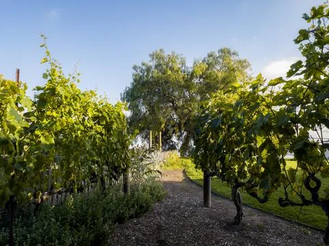 Walking through the vineyard rows to the garden Fotos de archivo