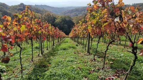 Walking Through The Vineyard On A Sunny Day Video stock 222289546