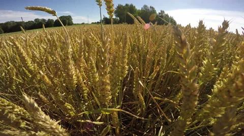 Walking through wheat field, 4K Stock Footage 65453324