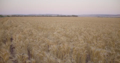 Walking through a wheat field in afternoon light 60fps slow motion Stock Footage 120111087