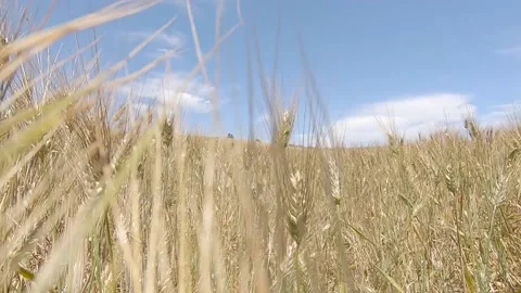 Walking through a wheat field. Close up of wheat field during a sunny and cle Stock Footage 138402695