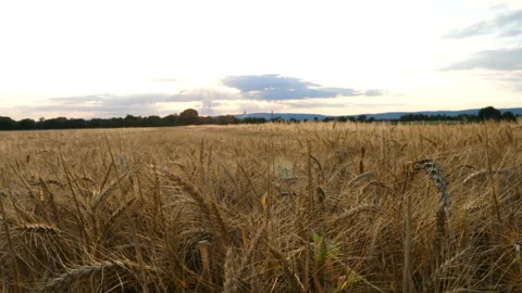 Walking through a wheat field 스톡 동영상 135167766