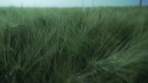 Walking through the wheat field. Green wheat field. wheat swaying in the breeze. Stock Footage 150614971
