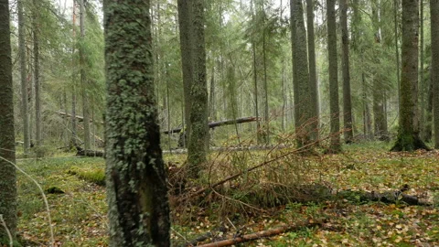 Walking through wild autumn forest, POV, 4k steadicam shot Video stock 97701158