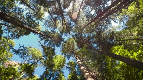 Walking Through Wild Forest Looking Up In The Sky Wide Angle Perspective Stock Footage 136473695