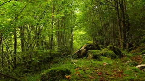 Walking through the wild forest. POV Stock Footage 80677335