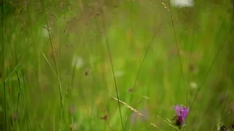 Walking through the wild grass. Close-up shot Vídeos de archivo 70507417