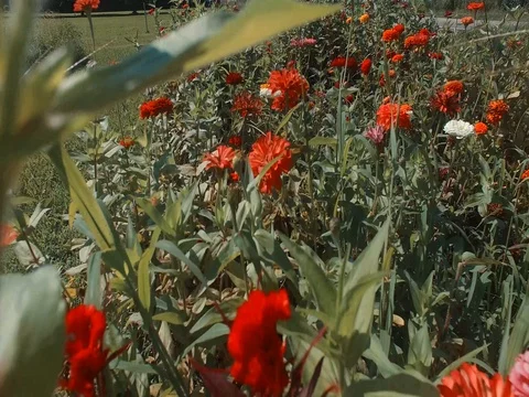 Walking Through Wildflowers Stock Footage 79212340