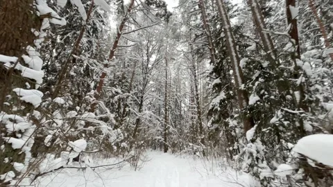 Walking Through Winter Forest 4K POV Stock Footage 327844827