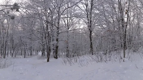 Walking through winter forest during snowfall. POV, 4K Stock Footage 84831616